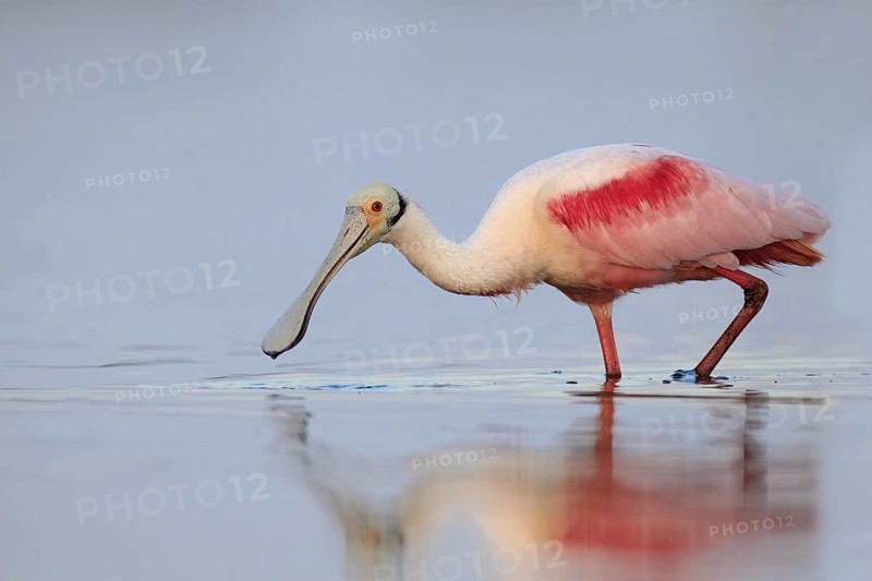 Roseate Spoonbill (Platalea ajaja), Florida, USA