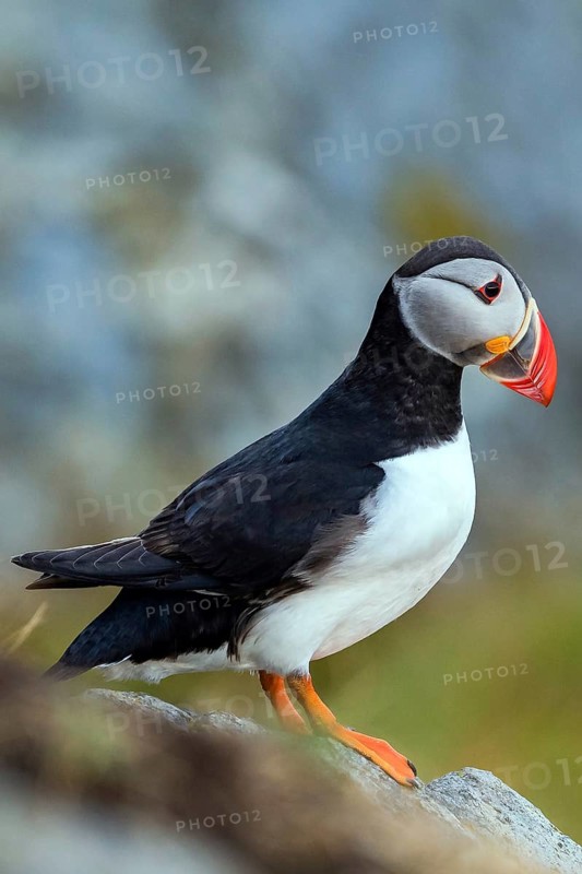 Atlantic Puffin (Fratercula arctica) Atlantic Puffin