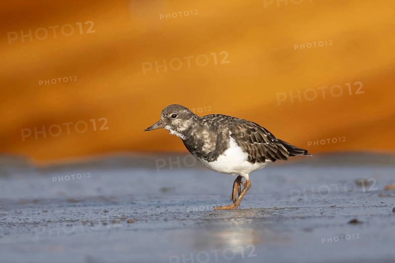 Ruddy turnstone (Arenaria interpres) adult wading bird on a harbour jetty, Norfolk, England, United Kingdom