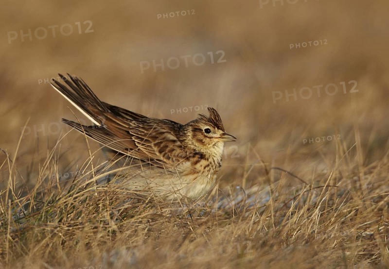 Eurasian Skylark (Alauda arvensis), Mecklenburg-Western Pomerania, Germany