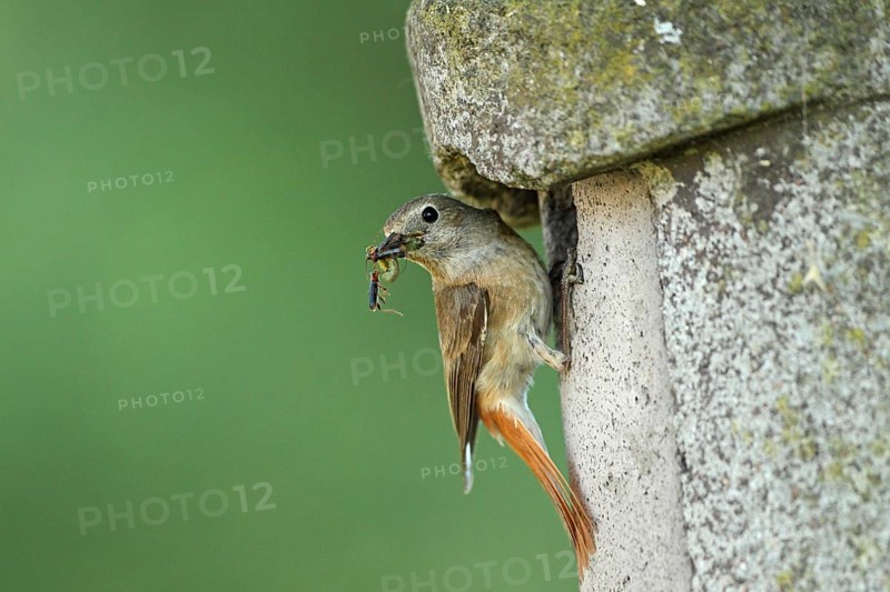 Common Redstart (Phoenicurus phoenicurus) female at nest box with insect prey, Baden-Wuerttemberg, Germany
