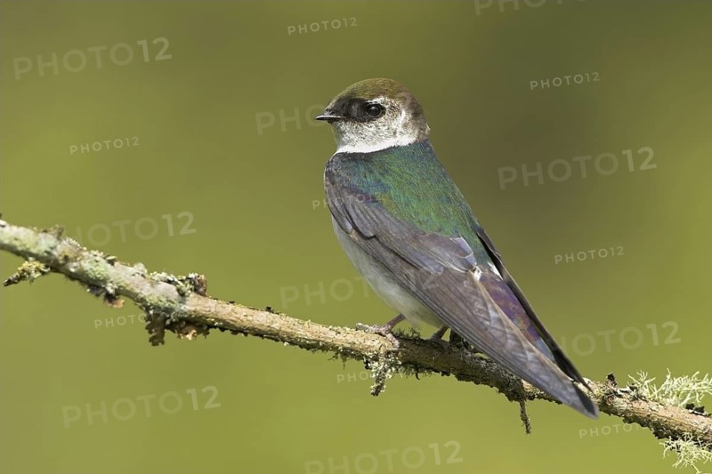 Violet-green Swallow (Tachycineta thalassina), British Columbia, Canada