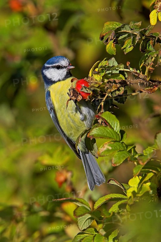 Eurasian Blue Tit (Cyanistes caeruleus), Schleswig-Holstein, Germany