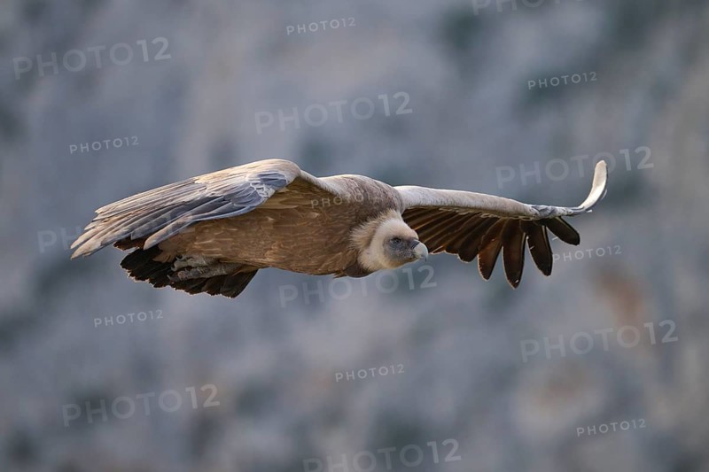 A Griffon Vulture soars majestically over the rugged terrain of Alicante, Spain Captured in motion, this bird displays the grace and power of nature's aerial giants