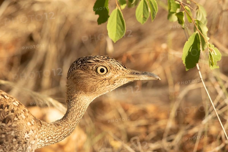Buff-crested Bustard (Lophotis gindiana), Samburu, Kenya