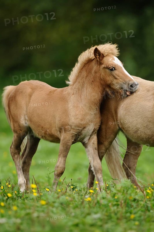 Brown Welsh pony foal on a green meadow, Bavaria
