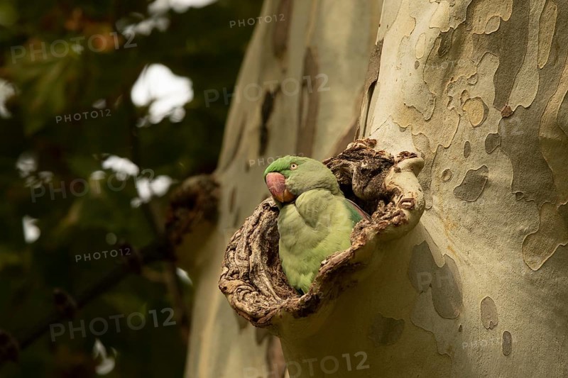 Alexandrine Parakeet (Psittacula eupatria) female peering out from nest hole, Hesse, Germany