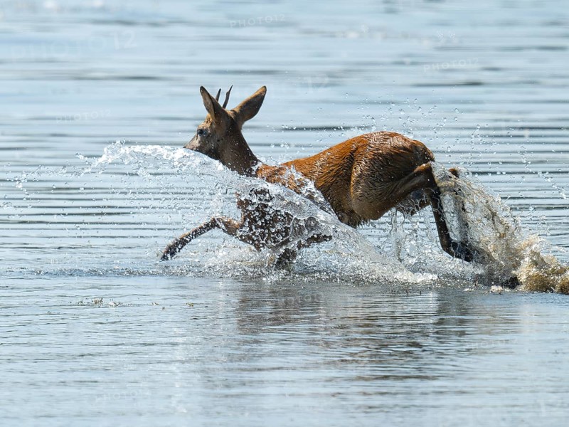 Roe deer (Capreolus capreolus), young roe buck jumping through the shallow water zone of a lake, warm morning light, wildlife, Lower Saxony, Germany