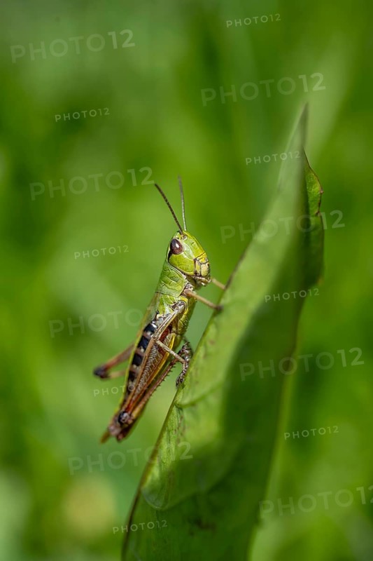 Great green bush cricket (locusta), grasshopper, on a leaf in a meadow, Tyrol, Austria