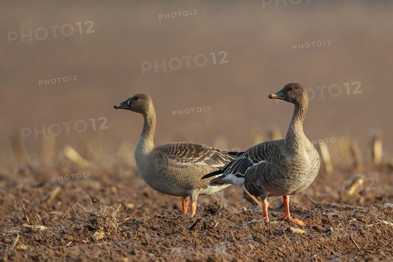 Tundra Bean Goose (Anser serrirostris rossicus) on field, North Rhine-Westphalia, Germany
