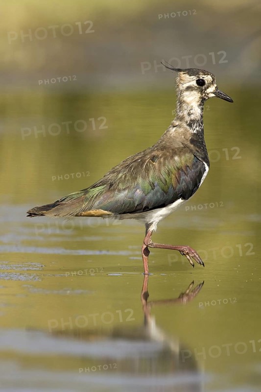 Northern Lapwing (Vanellus vanellus), Castile-La Mancha, Spain