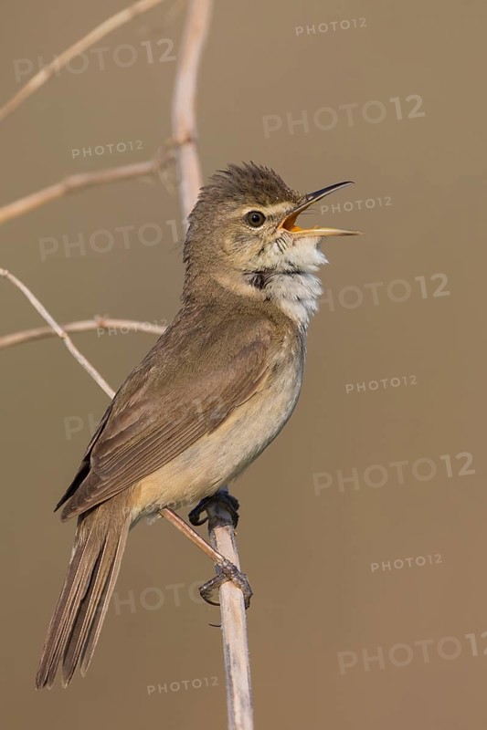 Blyths Reed Warbler - Buschrohrsänger - Acrocephalus dumetorum, Russia (Ural)