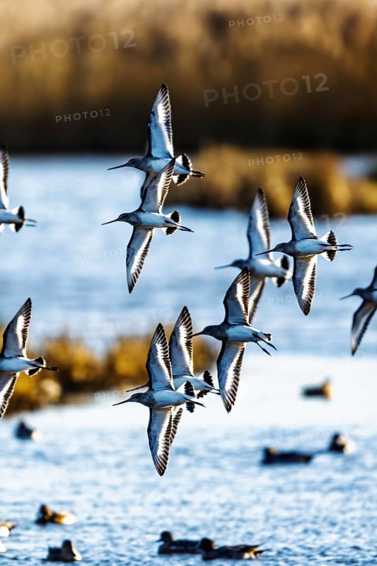 Black-tailed Godwits, Limosa limosa, birds in flight over marshes
