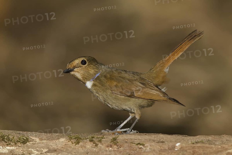 Rufous-bellied Niltava (Niltava sundara) female, Doi Lang, Thailand