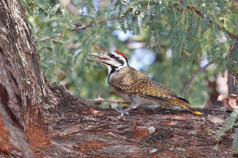 Bearded Woodpecker (Chloropicus namaquus) male, Savuti, Botswana