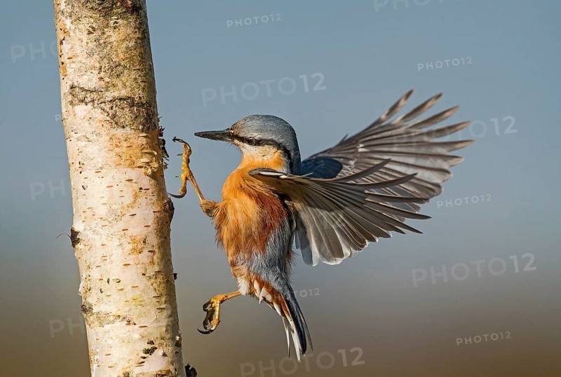 Eurasian Nuthatch (Sitta europaea) spreading wings, Aosta Valley, Italy