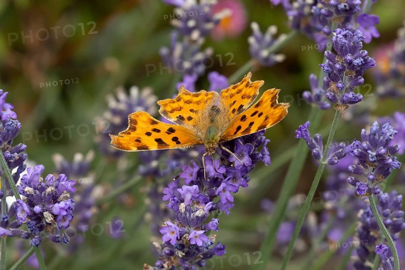 Comma butterfly (Polygonia c-album) adult insect feeding on a garden blue English lavender flowers in summer, England, United Kingdom