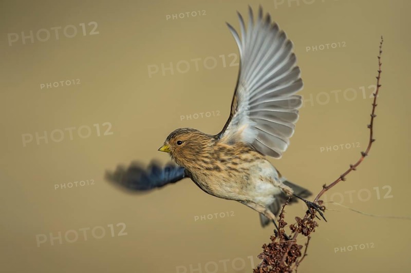 Twite (Linaria flavirostris), Schleswig-Holstein, Germany