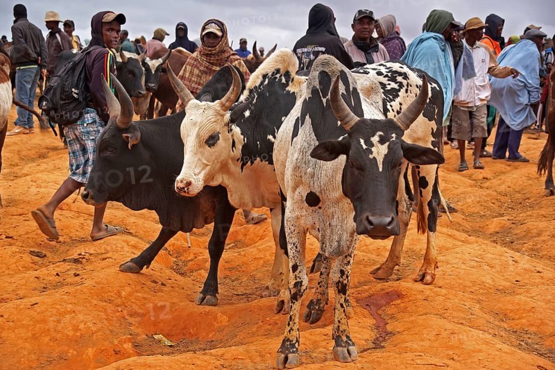 Cattle market, Madagascar, Ambalavao, Ambalavao, Madagascar