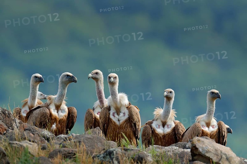 Group of vultures. Griffon Vulture, Gyps fulvus, big birds of prey sitting on stone, rock mountain, nature habitat, Madzarovo, Bulgaria, Eastern Rhodopes. Wildlife scene, hide. Wildlife scene, Balkan
