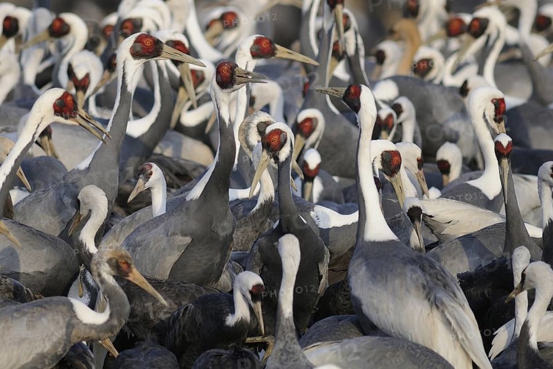 White-naped Crane (Antigone vipio), Arasaki, Japan