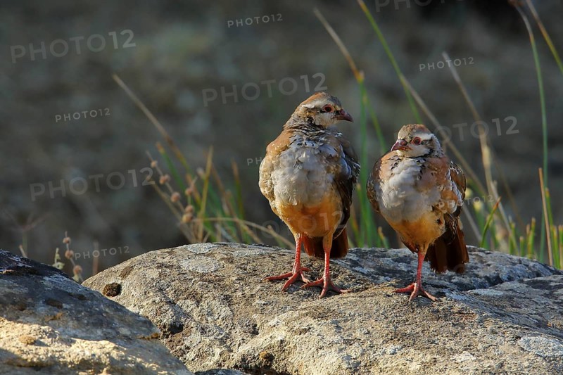 Red-legged Partridge (Alectoris rufa) juveniles perched on a rock, Andalusia, Spain