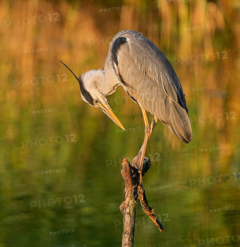 Grey heron (Ardea cinerea) standing on a dead branch at a lake, warm morning light, Lower Saxony, Germany