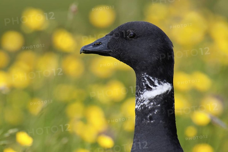 Brant Goose (Branta bernicla), Texel, Netherlands
