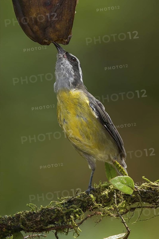 Bananaquit (Coereba flaveola), Costa Rica