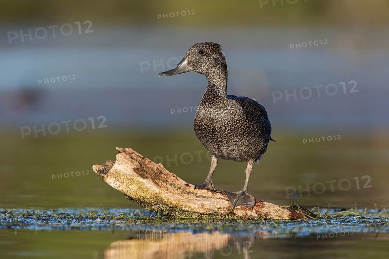 Freckled Duck (Stictonetta naevosa) female, Victoria, Australia