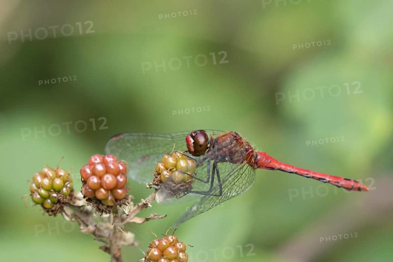 Common darter dragonfly (Sympetrum striolatum) adult male insect resting on blackberries in summer, RSPB Minsmere nature reserve, Suffolk, England, United Kingdom