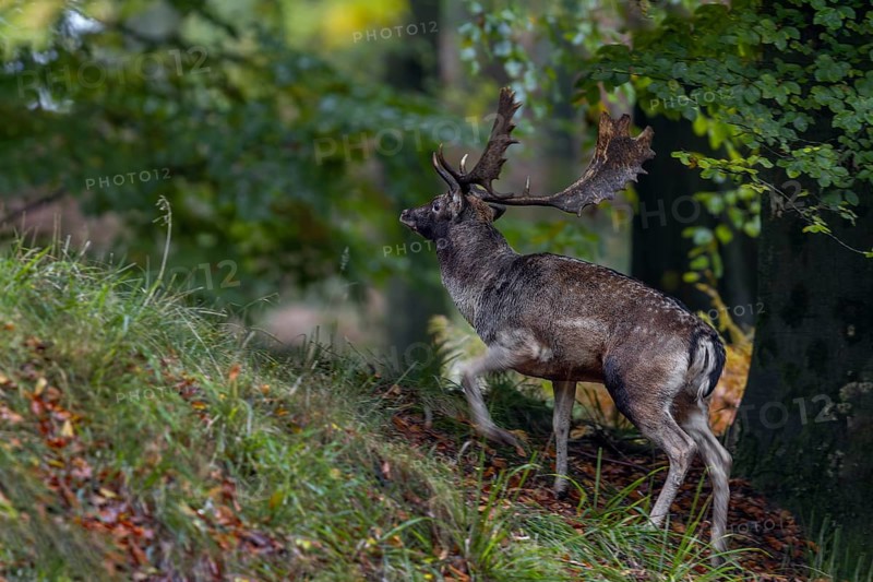 With this photo I can confidently speak of a lucky shot, because despite a shutter speed of a 40th of a second, the picture of the fallow deer (Dama dama) is sharp, autumn, rut, fallow deer rut, October, Germany