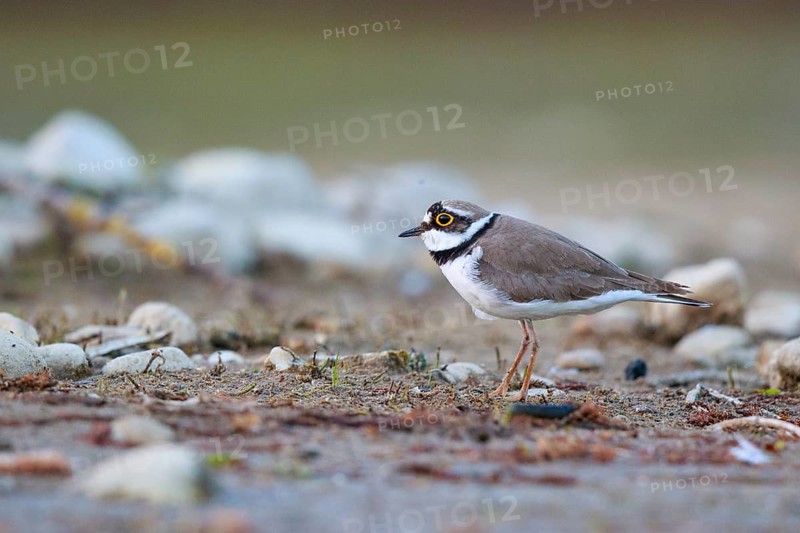 Little Ringed Plover (Charadrius dubius) male, North Rhine-Westphalia, Germany