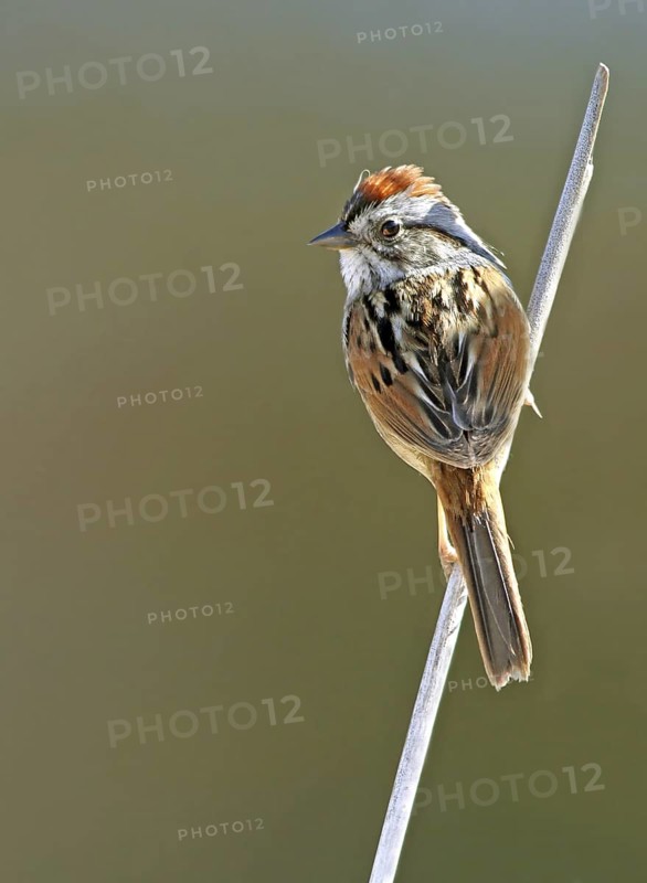 Swamp Sparrow (Melospiza georgiana), Saskatchewan, Canada
