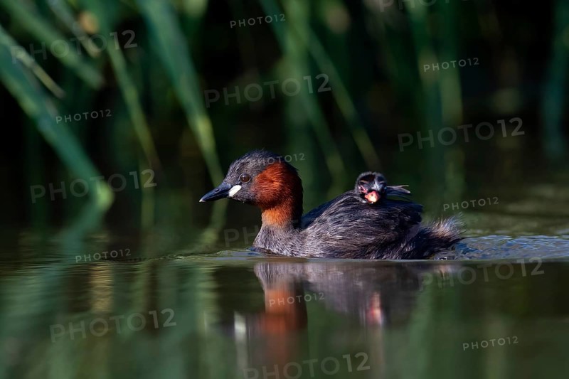 Little Grebe (Tachybaptus ruficollis) with chick, Saxony, Germany