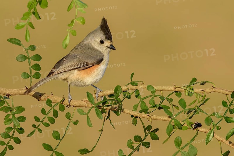 Tufted Titmouse (Baeolophus bicolor), Texas, USA