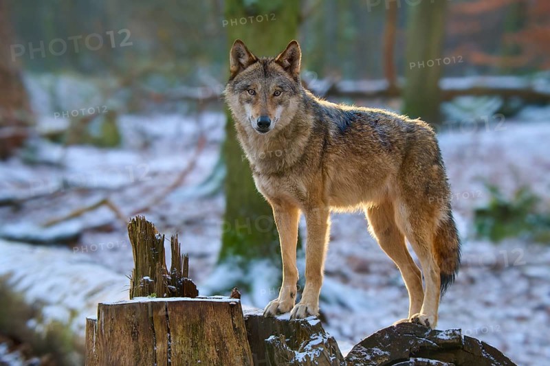 A wolf stands on a tree stump and looks attentively, Winter, Wolf (Canis lupus), Germany