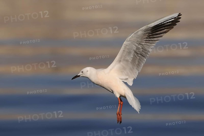 Slender-billed Gull (Chroicocephalus genei) flying, Eilat, Israel