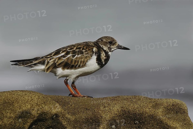 Ruddy Turnstone (Arenaria interpres), California, USA