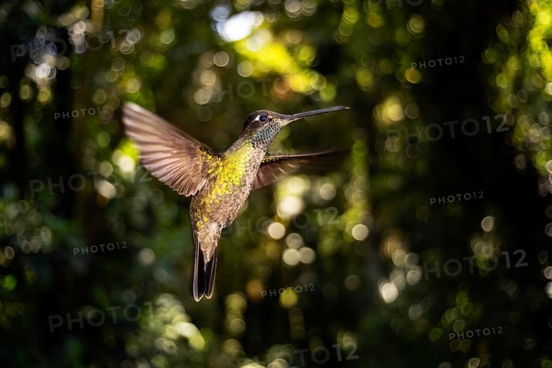 A vibrant Garden Emerald Hummingbird hovers gracefully in its natural habitat, surrounded by the lush greenery of the cloud forest in Cerro Punta, Panama, capturing the beauty of wildlife