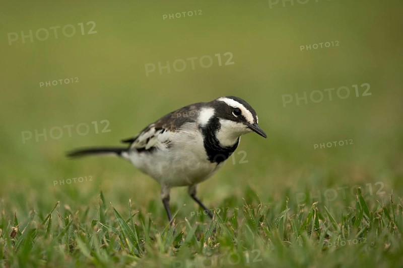 African Pied Wagtail (Motacilla aguimp vidua) juvenile, Kibale National Park, Uganda