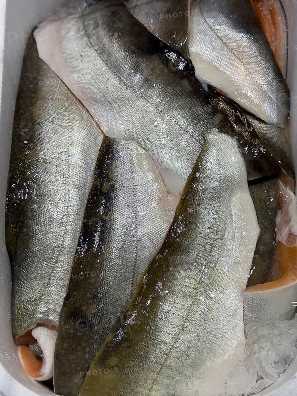 Fillets of Arctic char (Salvelinus alpunus) on ice in refrigerated counter Fish counter display from fishmonger Fish retail, food trade, wholesale, fish trade, speciality shop, Germany