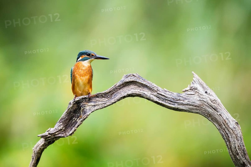 Common kingfisher (Alcedo atthis) sitting on an old wooden branch in late summer, wildife, Bavaria, Germany