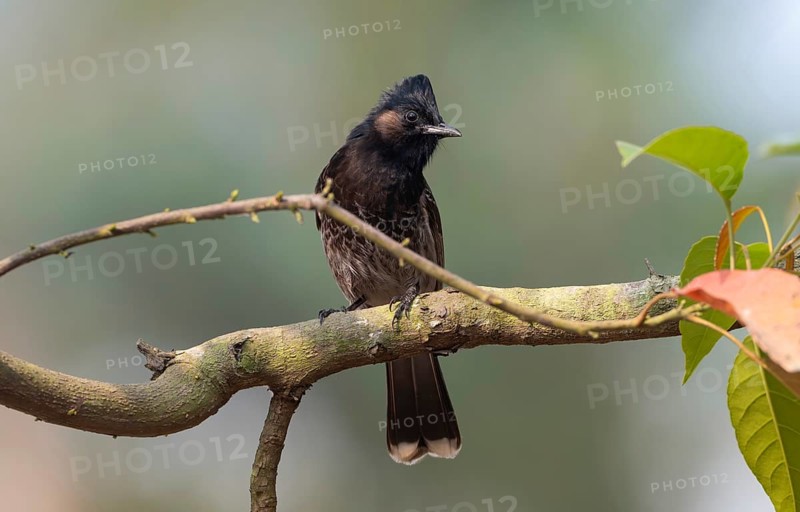 A Red-vented Bulbul (Pycnonotus cafer) on a tree branch, Sreepur, Gazipur, Bangladesh