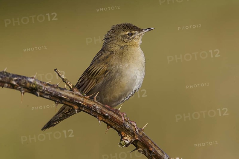 Common Grasshopper Warbler (Locustella naevia), Cheshire, United Kingdom