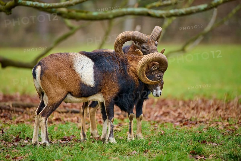 Two rams with intertwined horns in a meadow, mouflon (Ovis aries musimon), Hesse, Germany