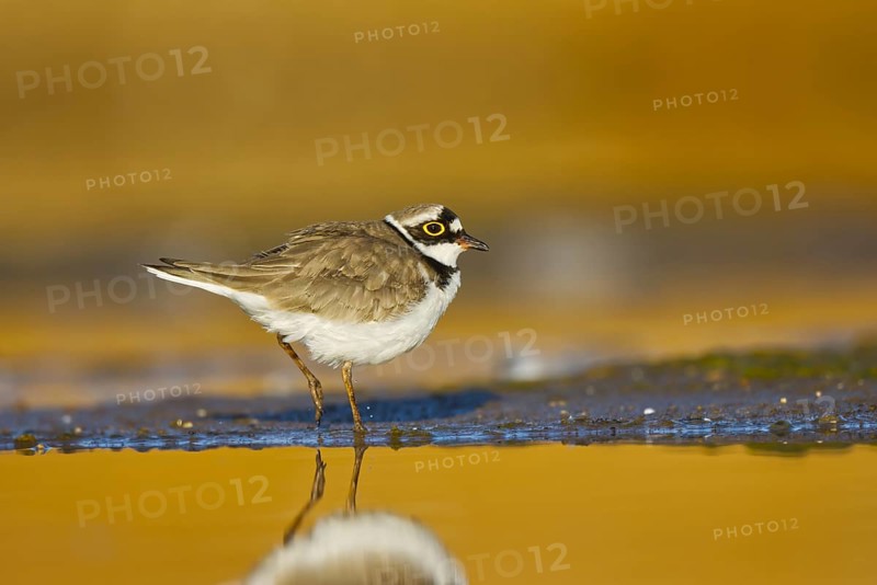 Little Ringed Plover (Charadrius dubius) male foraging, North Rhine-Westphalia, Germany