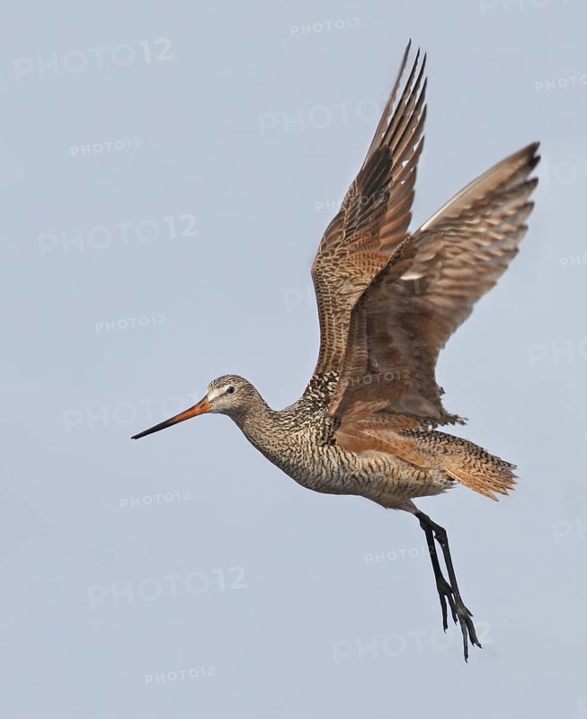 Marbled Godwit (Limosa fedoa) flying, Saskatchewan, Canada