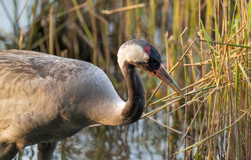 Crane (Grus grus), portrait, foraging in the shallow water zone of a lake, Lower Saxony, Germany