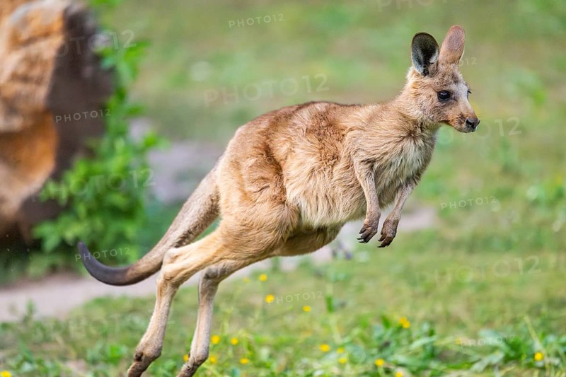 Eastern Gray Kangaroo (Macropus giganteus) youngster jumping on a meadow, captive, Germany